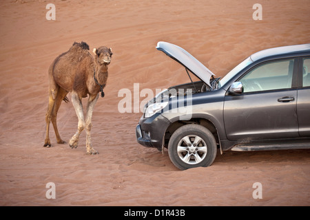 Il Marocco, M'Hamid, Erg Chigaga. Deserto del Sahara. Camel passando da 4x4 car. Foto Stock