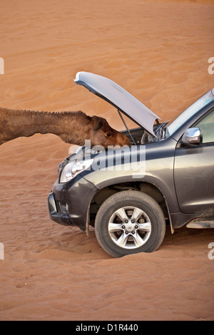 Il Marocco, M'Hamid, Erg Chigaga. Deserto del Sahara. Camel controllo motore della 4x4 car. Foto Stock