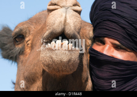 Il Marocco, M'Hamid, Erg Chigaga. Deserto del Sahara. Il cammello e il camel-driver. Foto Stock