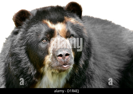 Ritratto frontale di orso andino (Tremarctos ornatus), noto anche come l'orso spectacled, isolato su sfondo bianco Foto Stock