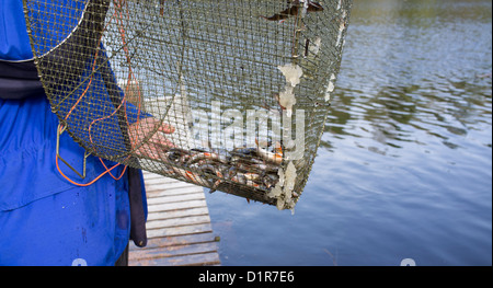 Trappola di pesci ( katiska ), fatta di fili , con perches d'acqua dolce ( perca fluviatilis ) e loro roe a Spring , Finlandia Foto Stock