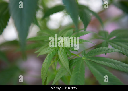 Piante di cannabis, marijuana, crescendo in vasi in back yard Foto Stock