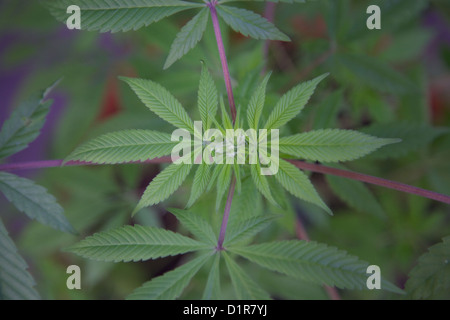 Piante di cannabis, marijuana, crescendo in vasi in back yard Foto Stock