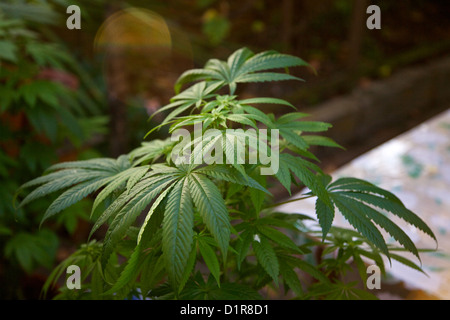 Piante di cannabis, marijuana, crescendo in vasi in back yard Foto Stock