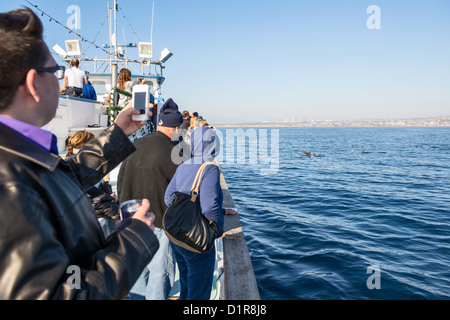 Whale watching al largo di Newport Beach in California. Foto Stock