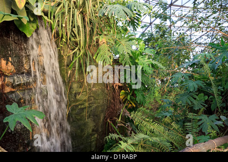 Cascata artificiale all'interno del sud americana dome, Randers Regnskov zoo, Randers, Danimarca Foto Stock