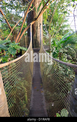 Ponte di corde all'interno del sud americana dome, Randers Regnskov zoo, Randers, Danimarca Foto Stock