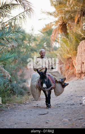 Il Marocco, vicino a Zagora, uomo su asino in oasi. Foto Stock