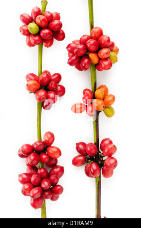 I chicchi di caffè su sfondo bianco Foto Stock