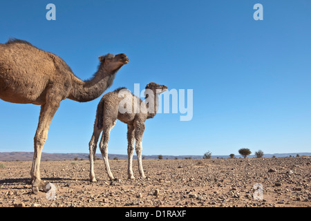 Il Marocco, Tamegroute, vicino a Zagora, cammello madre e giovani. Foto Stock