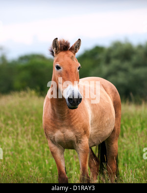 Cavallo di Przewalski (Equus Przewalskii), il Wild Horse close up Foto Stock