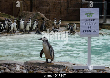 Londra, Regno Unito. Il 3 gennaio 2013. I pinguini durante ZSL London Zoo annuali di constatazione. Lo Zoo di Londra a Londra. Il 3° gennaio 2013. (Photo credit: PBI/Alamy Live News) Foto Stock