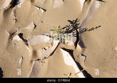 Il Marocco, M'Hamid, terra asciutta e piccola pianta. Foto Stock