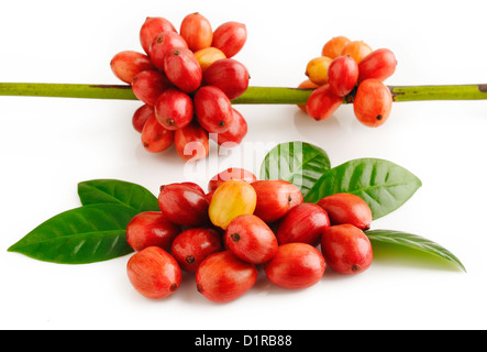 Mature i chicchi di caffè Foto Stock