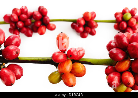 I chicchi di caffè su sfondo bianco Foto Stock