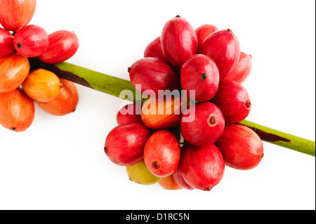 I chicchi di caffè su sfondo bianco Foto Stock