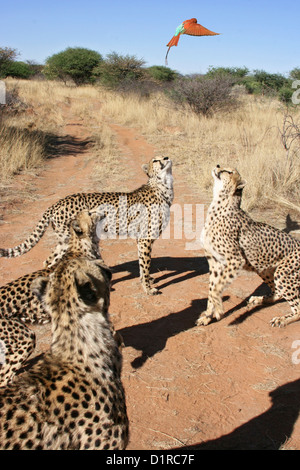 Quattro ghepardi focalizzata su un Carmine gruccione Foto Stock