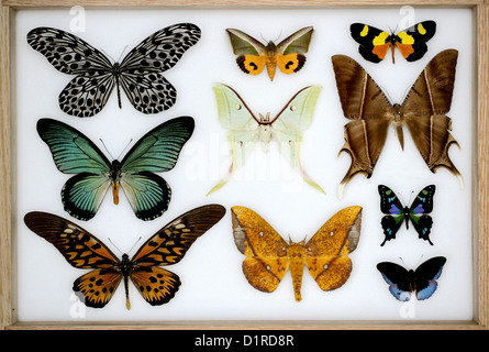 Una collezione di farfalle tropicali e Falene in un espositore. Foto Stock