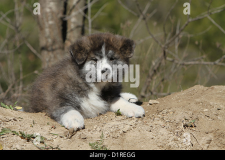 Cane Akita inu / giapponese Akita cucciolo brindle giacente a terra Foto Stock