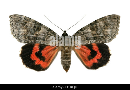 Red Underwing, Catocala nupta, Catocalinae, Noctuidae. Foto Stock