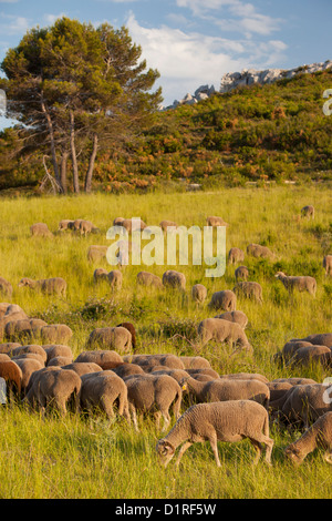 Pecore al pascolo su una collina vicino a Les Baux de Provence, Francia Foto Stock