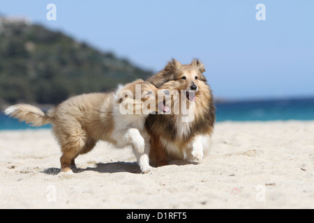 Cane Shetland Sheepdog / Sheltie adulto e cucciolo (sable bianco) in esecuzione sulla spiaggia Foto Stock