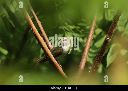 Red-eyed (Vireo Vireo olivaceus) appollaiato su un ramo di una foresta Foto Stock