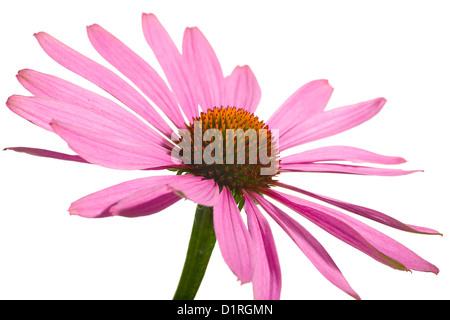 Close up di un coneflower, isolato su sfondo bianco Foto Stock