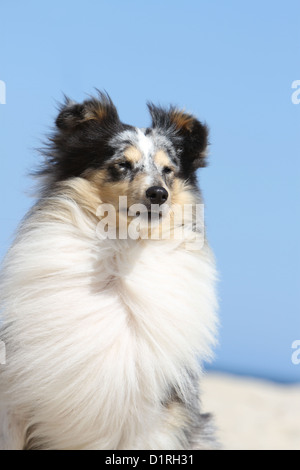 Cane Shetland Sheepdog / Sheltie adulto (blue merle) ritratto Foto Stock