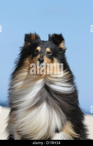 Cane Shetland Sheepdog / Sheltie adulto (tricolore) ritratto Foto Stock