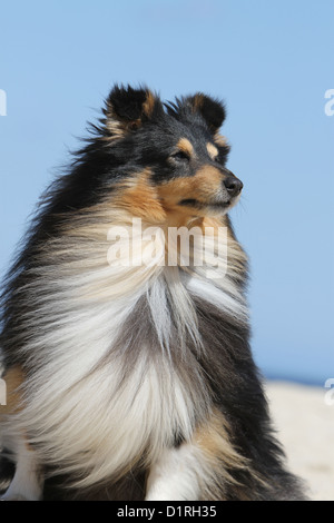 Cane Shetland Sheepdog / Sheltie adulto (tricolore) profilo verticale Foto Stock