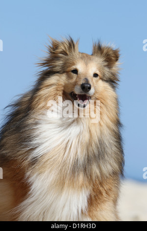 Cane Shetland Sheepdog / Sheltie adulto (sable bianco) ritratto Foto Stock