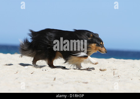 Cane Shetland Sheepdog / Sheltie adulto (tricolore) in esecuzione sulla spiaggia Foto Stock