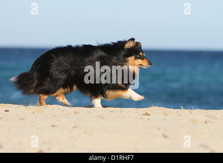 Cane Shetland Sheepdog / Sheltie adulto (tricolore) in esecuzione sulla spiaggia Foto Stock