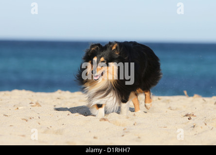 Cane Shetland Sheepdog / Sheltie adulto (tricolore) in esecuzione sulla spiaggia Foto Stock