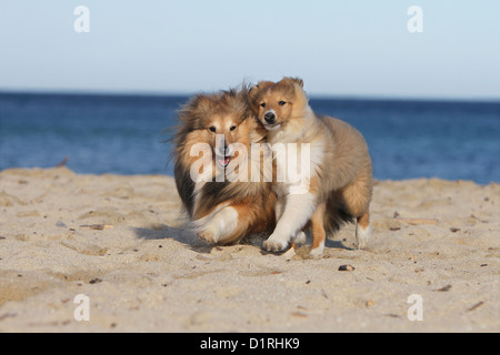 Cane Shetland Sheepdog / Sheltie adulto e cucciolo (sable bianco) in esecuzione sulla spiaggia Foto Stock