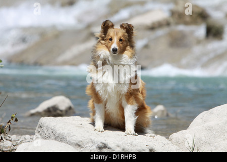 Cane Shetland Sheepdog / Sheltie adulto (sable bianco) seduti davanti a una cascata Foto Stock