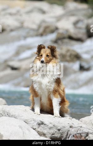 Cane Shetland Sheepdog / Sheltie adulto (sable bianco) seduti davanti a una cascata Foto Stock