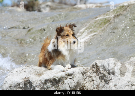 Cane Shetland Sheepdog / Sheltie adulto (sable bianco) giacente su una roccia Foto Stock