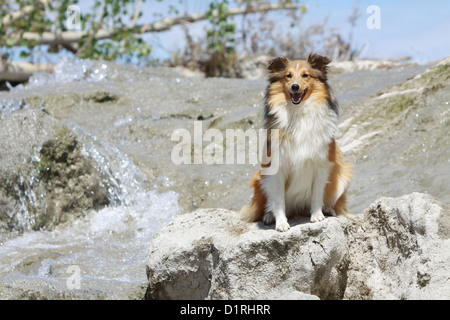 Cane Shetland Sheepdog / Sheltie adulto (sable bianco) seduti davanti a una cascata Foto Stock