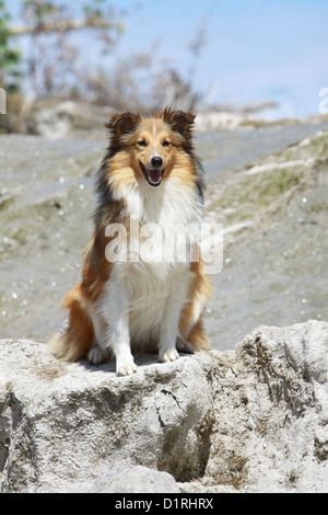 Cane Shetland Sheepdog / Sheltie adulto (sable bianco) seduto su una roccia Foto Stock