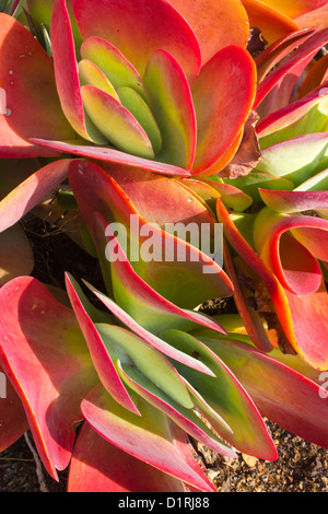 Rosso e Verde Kalanchoe succulenta Cactus Foto Stock