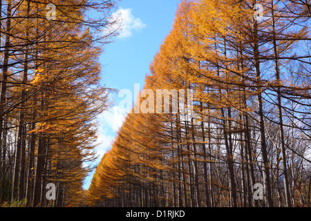 Foglie di giallo di giapponese Larch Avenue, Nagano, Giappone Foto Stock