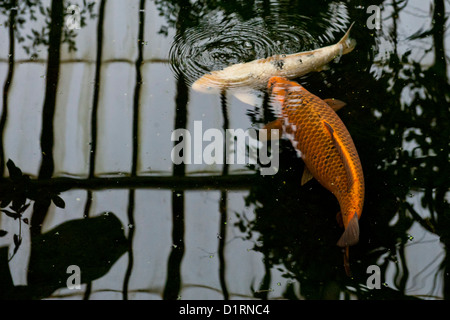 Pesce Dorato in uno dei piccoli stagni. La casa temperate, il sito pubblica più grande serra. Kew Gardens di Kew, Londra, 02 J Foto Stock