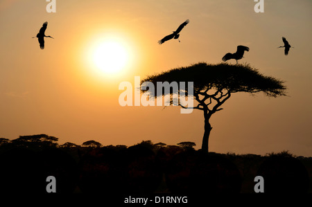 Gli uccelli che volano sopra acacia durante il tramonto su safari in Africa Foto Stock