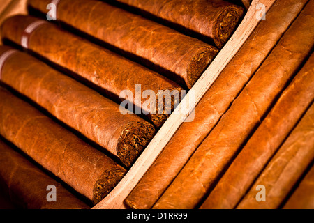 Alcuni laici i sigari in humidor Foto Stock