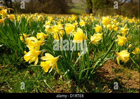 Narcissus pseudonarcissus (comunemente noto come wild daffodil o Quaresima lily) in Nrth nello Yorkshire Moors National Park di Farndale Foto Stock