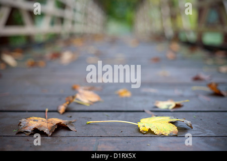 Caduta foglie sul ponte di legno Cambridge Regno Unito, Autunno Foto Stock