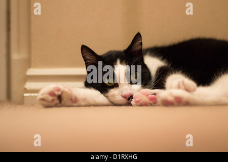 Bianco e nero gatto domestico in appoggio sul tappeto beige Foto Stock