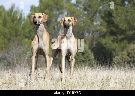 Cane / Sloughi Levriero berbero due adulti in piedi Foto Stock